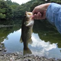 南房総にて２日間のバス釣り　奇跡の釣果！