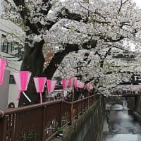 目黒川、中の橋付近の桜
