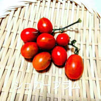 盛大にきゅうりの食べ比べ