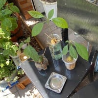 イタリアン弁当とツバメ。