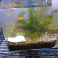 楊貴妃メダカが孵化して21日目に Gooブログはじめました 楊貴妃メダカが孵化して21日目に Gooブログはじめました
