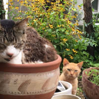 植木鉢猫