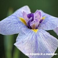 今月の雑草倶楽部（２０２５年０６月）