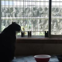お題〜猫