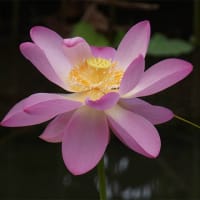 ５日、京都府立植物園からの猛暑日だより＆癌治療