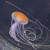 雨の中を仙台うみの杜水族館へ