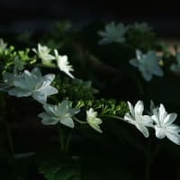 夕暮れにアジサイ