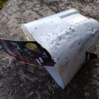 庭先の変化