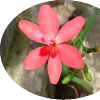 「姫檜扇・ヒメ ヒオウギ」　　「ダイアンサス　別名：セキチク(石竹）」