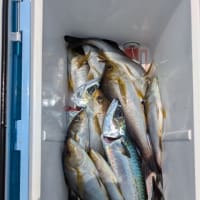 １号船午前便イサキ釣りです。2号船午前便タテ釣りです。