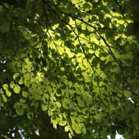 都立野川公園の新緑