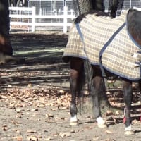 伝説の名馬ディープインパクトの母 ウィンドインハーヘア に会えました  サラブレッド☆Deep Impact ☆ Wind in Her Hair