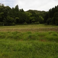2025年07月14日　コウノトリ目撃情報