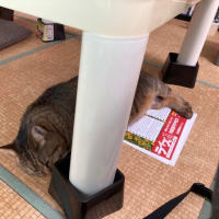 テーブルの下で