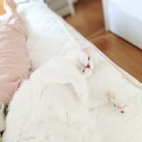 オクラの収穫　コジさん