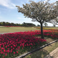 今日のお散歩