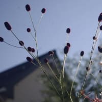 懐かしの植物スケッチ♪　～自由研究～