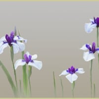 花菖蒲が咲き出した⑨