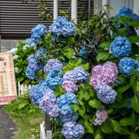 四葩の頃【長谷/扇ガ谷】長谷の街角から扇ガ谷へ紫陽花散策