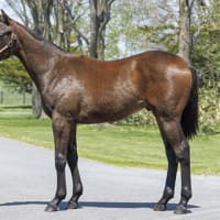 JRA競走に勝ったセール出身馬紹介(2025/6/21-22､20頭)