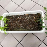 摘芯プチトマト植え