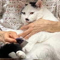 今週の水草水槽＆にゃんこ 2025.7.2