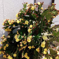 サボテンの花