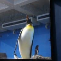 置物ではありませんペンギン