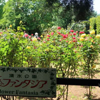 清水公園 花ファンタジア