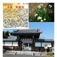 花巡り「梅－357」  久喜　常楽寺