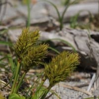 砂浜に咲く花