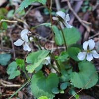 朝霧高原で花散歩♪