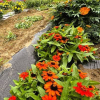 「地域ぐるみでむらじゅう花ざかり事業」の大日向区の花畑の風景＆穂高広域施設組合理事者会・議会臨時会
