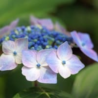 紫陽花の季節ですね