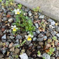 夏のドア飾りレッスン　白いひまわりのスワッグとお仏花