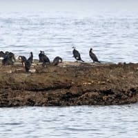 04/20探鳥記録写真-2：狩尾岬の鳥たち（２羽のクロサギ、ウミアイサ♀、ウミウ、）