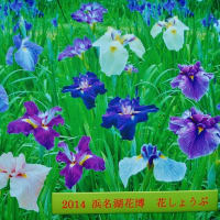 浜名湖・花博　花 しょうぶ