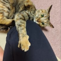 茶猫タイム　ガブガブとケリケリ
