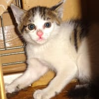 飢えてた子猫