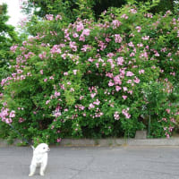 大きなロサ系の薔薇と、小さなかん太と真生