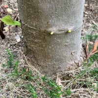 モクレンが芽吹いた