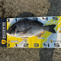 9月8日　イカダ釣り釣果