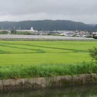 朝の電動アシスト・サイクリング（2025/7/14）・・・姶良市加治木町防潮堤ほか