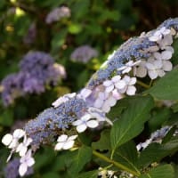 輪之内の紫陽花1①