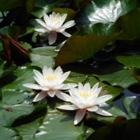 善福寺公園のアサザ