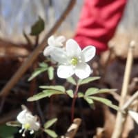 2024年4月22日(月)　苫小牧「近所の自然散歩」植物調査