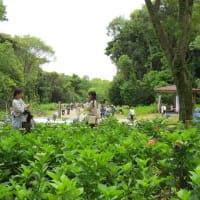 2025.06.07　あじさいの森