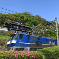 清水区興津　清見寺の桜と列車　その４（２０２４年４月）