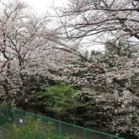 高松桜まつりは大盛況でした！その1