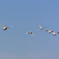 白鳥を撮る ～豊平川・石狩川合流点～